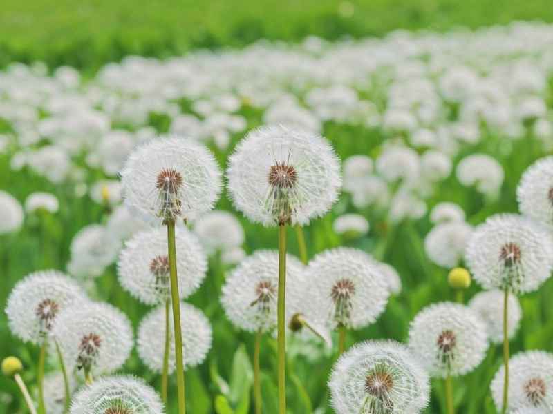 蒲公英的生长环境及生长季节、蒲公英的生长环境及生长季节是什么 蒲公英的生长环境及生长季节、蒲公英的生长环境及生长季节是什么
