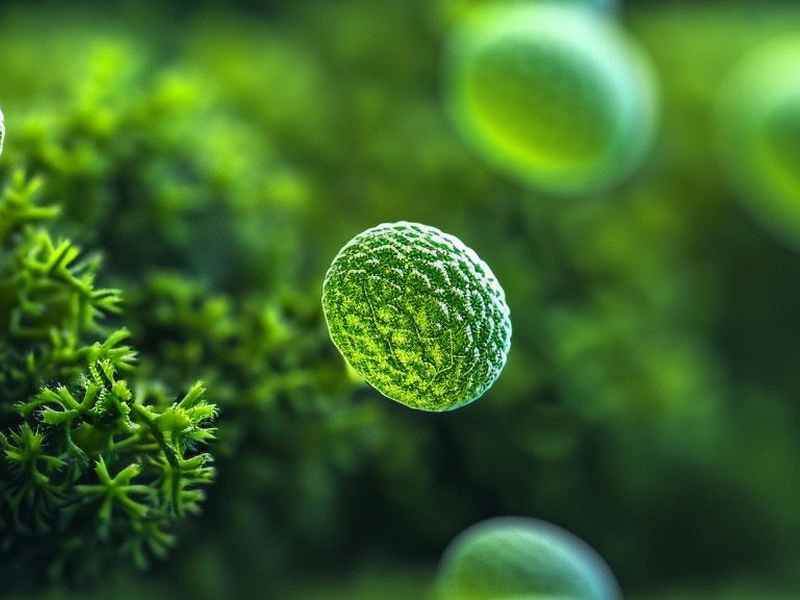 藻类植物生活环境及形态特征 藻类植物生活环境及形态特征思维导图 藻类植物生活环境及形态特征 藻类植物生活环境及形态特征思维导图