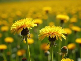 蒲公英的生长环境及生长季节、蒲公英的生长环境及生长季节是什么