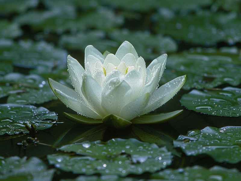 莲花生活在水中吗;莲花生活在水中吗图片 莲花生活在水中吗;莲花生活在水中吗图片