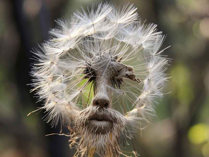 蒲公英的生物特征,蒲公英的生物特征是什么 蒲公英的生物特征,蒲公英的生物特征是什么