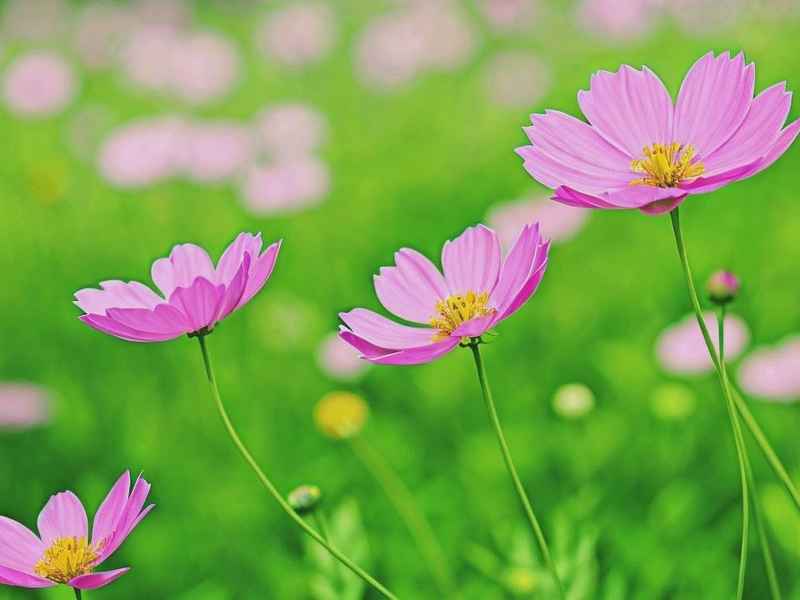 生活中的浪花作文650字;生活中的浪花作文650字初中 生活中的浪花作文650字;生活中的浪花作文650字初中