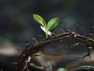 平淡生活里的刺在哪看 平淡生活里的刺独白