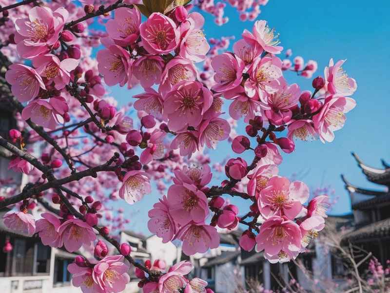 梅花与人类生活的关系、梅花与人类生活的关系是什么 梅花与人类生活的关系、梅花与人类生活的关系是什么