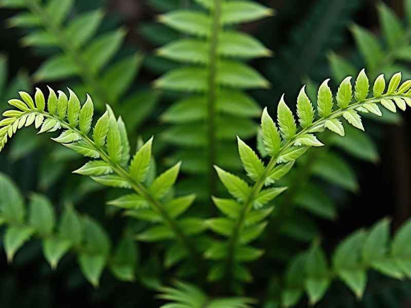 蕨类植物适合生活在什么环境(蕨类植物适合生活在什么环境中) 蕨类植物适合生活在什么环境(蕨类植物适合生活在什么环境中)