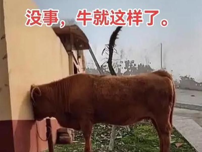 公牛对话(公牛对母牛说专家来了) 公牛对话(公牛对母牛说专家来了)