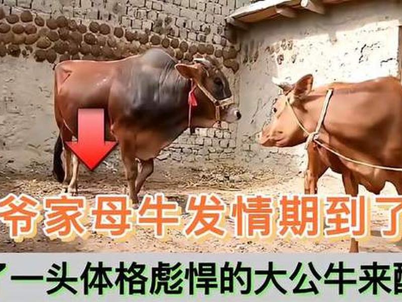 公牛对话(公牛对母牛说专家来了) 公牛对话(公牛对母牛说专家来了)