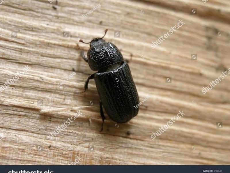 bug包括 bug包括哪些虫子 bug包括 bug包括哪些虫子