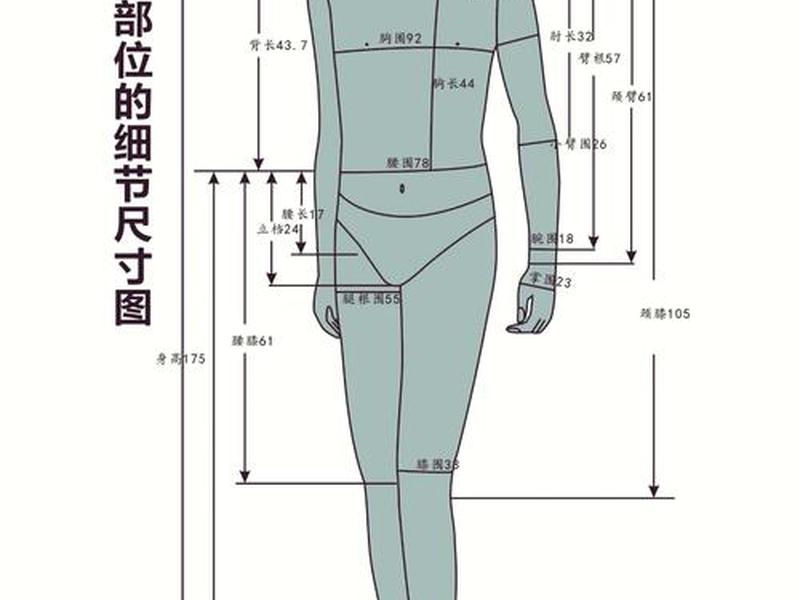 人机关系中的动态和静态尺寸(举例说明人体的静态尺寸和动态尺寸的关系) 人机关系中的动态和静态尺寸(举例说明人体的静态尺寸和动态尺寸的关系)