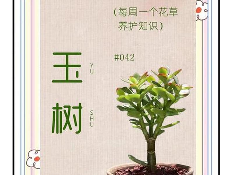 八招、八招龙树图片