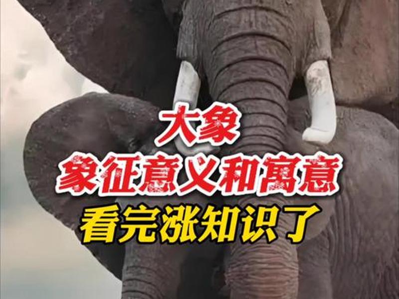 哪个动物寓意好（哪个动物寓意好一点）