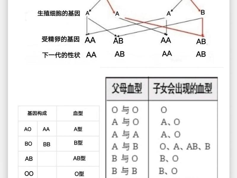 ab血型的人适合和什么血型的人一起,ab血型的人适合和什么血型的人一起生活 ab血型的人适合和什么血型的人一起,ab血型的人适合和什么血型的人一起生活