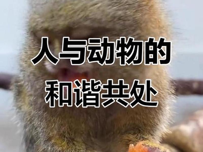 哪种动物和人关系好 - 哪种动物和人关系好一点