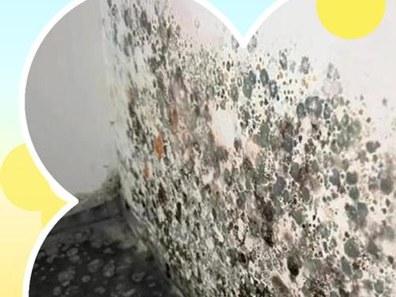 墙壁发霉怎么应急处理 墙壁发霉怎么应急处理视频