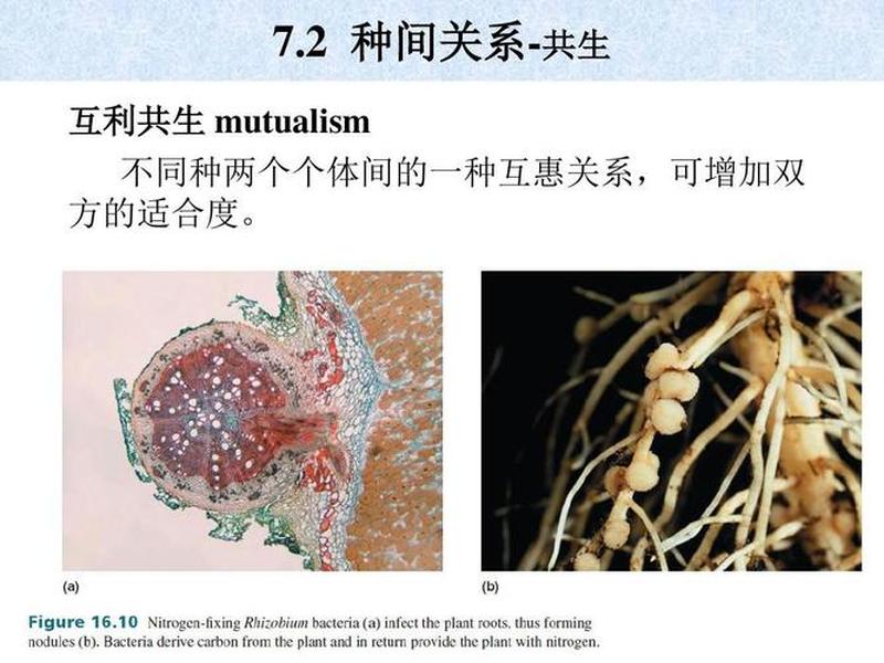 互利共生关系有哪些例子、互利共生关系有哪些例子和解释 互利共生关系有哪些例子、互利共生关系有哪些例子和解释