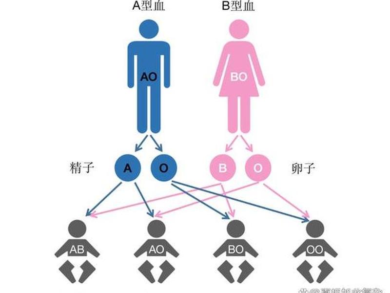 人的血型随父亲还是母亲 人的血型随父亲还是随母亲 人的血型随父亲还是母亲 人的血型随父亲还是随母亲