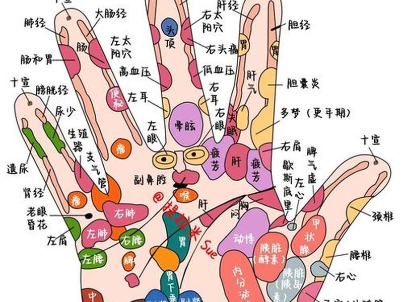人的手掌对应的脏腑 人的手掌对应的脏腑图 人的手掌对应的脏腑 人的手掌对应的脏腑图