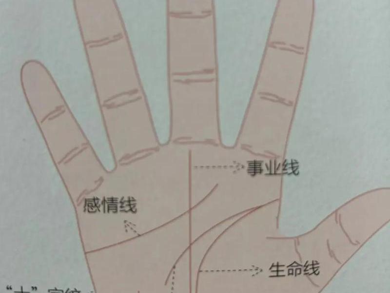 人的手掌中间那条线是什么线(手掌的中间是一条线什么意思) 人的手掌中间那条线是什么线(手掌的中间是一条线什么意思)