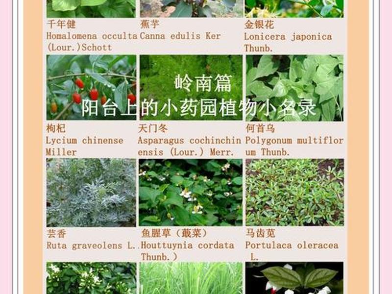 和人有关的植物、和人有关的植物名称