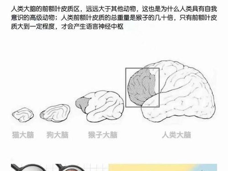 大脑自私对人际关系的影响,大脑自私对人际关系的影响有哪些 大脑自私对人际关系的影响,大脑自私对人际关系的影响有哪些