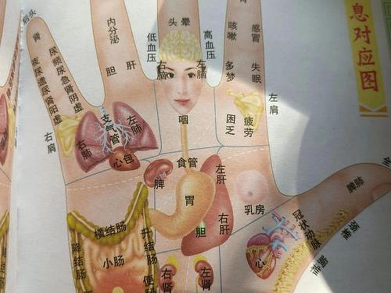 人的手掌对应的脏腑 人的手掌对应的脏腑图 人的手掌对应的脏腑 人的手掌对应的脏腑图
