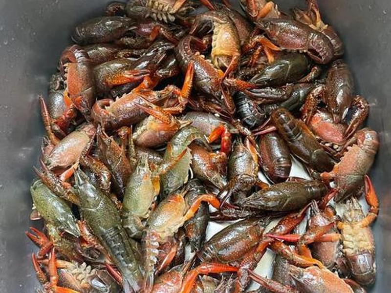 大龙虾怎么处理干净和做法 大龙虾怎么弄干净 大龙虾怎么处理干净和做法 大龙虾怎么弄干净