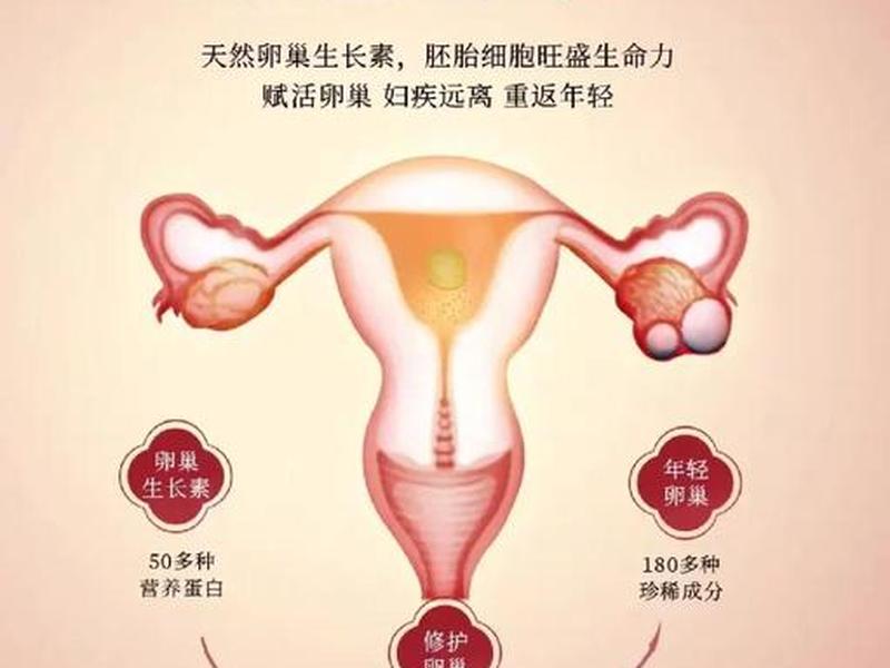 女性月经期间怎么保养 - 女性月经期间怎么保养卵巢