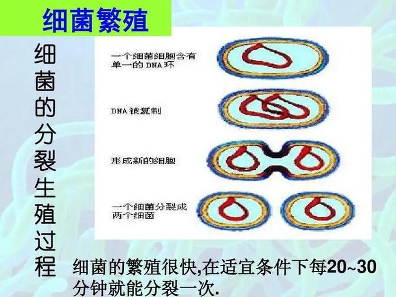 何谓寄生关系 - 何谓寄生关系,寄生,共栖,共生如何区别
