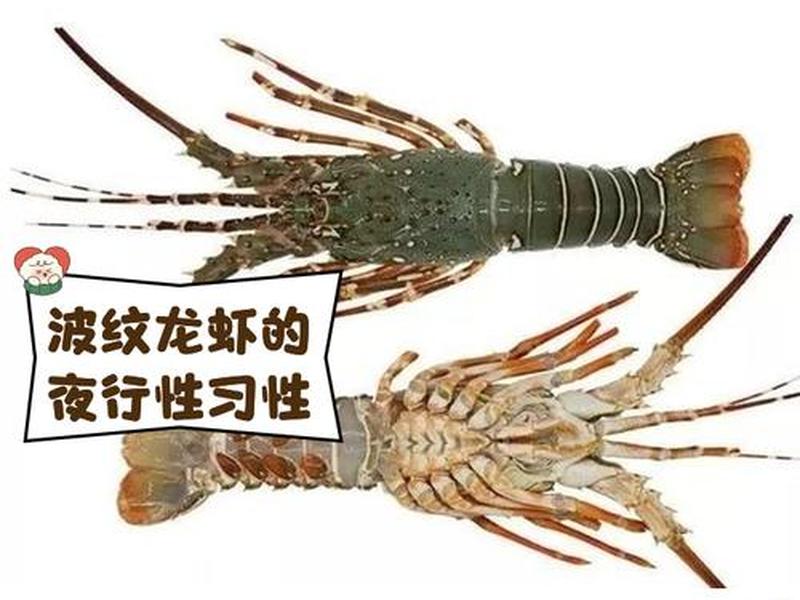 大龙虾怎么区分活和死，大龙虾怎么区分种类