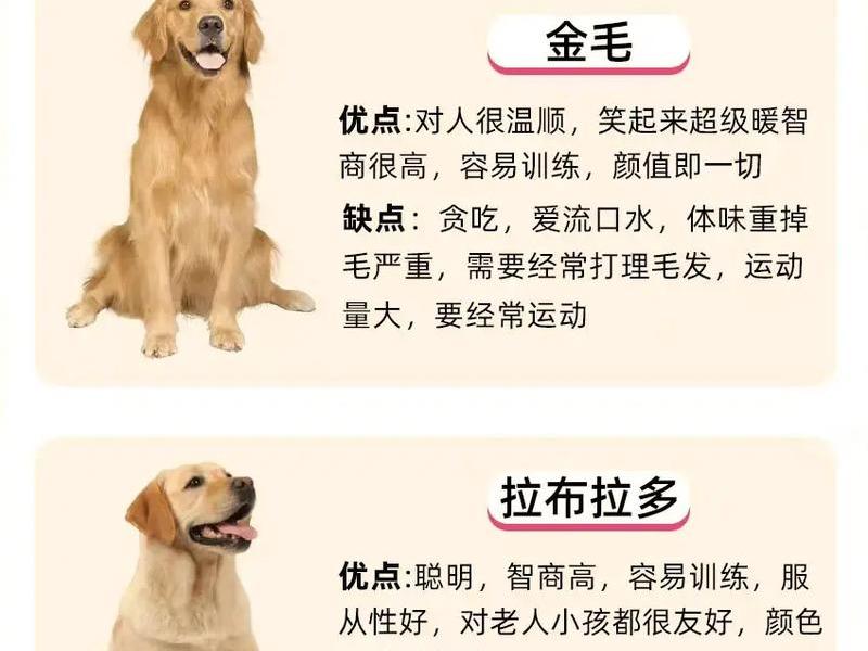 不同犬种人际关系感知差异、不同犬种人际关系感知差异的原因 不同犬种人际关系感知差异、不同犬种人际关系感知差异的原因
