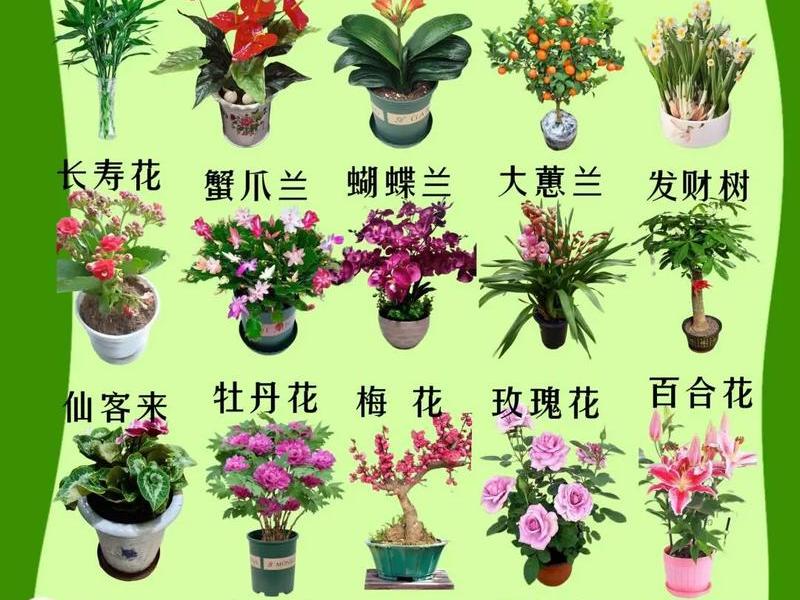 关于人际关系的植物(关于人际关系的植物名称) 关于人际关系的植物(关于人际关系的植物名称)