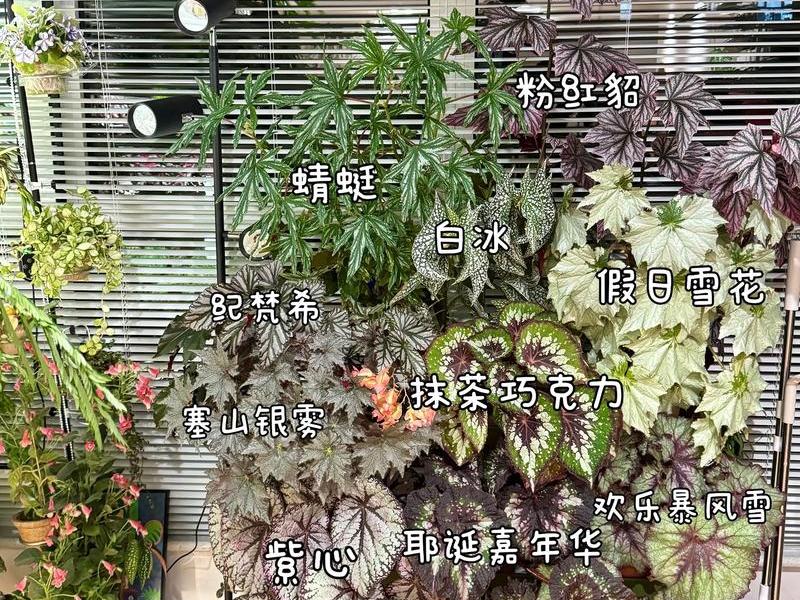 关于人际关系的植物(关于人际关系的植物名称) 关于人际关系的植物(关于人际关系的植物名称)
