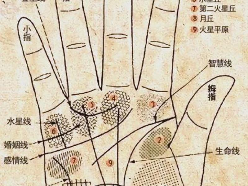 从感情线看性格(从感情线看性格特点) 从感情线看性格(从感情线看性格特点)
