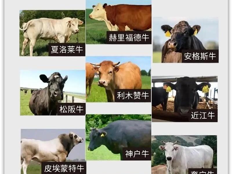 公牛的为人准则和标准 公牛的为人准则和标准是什么