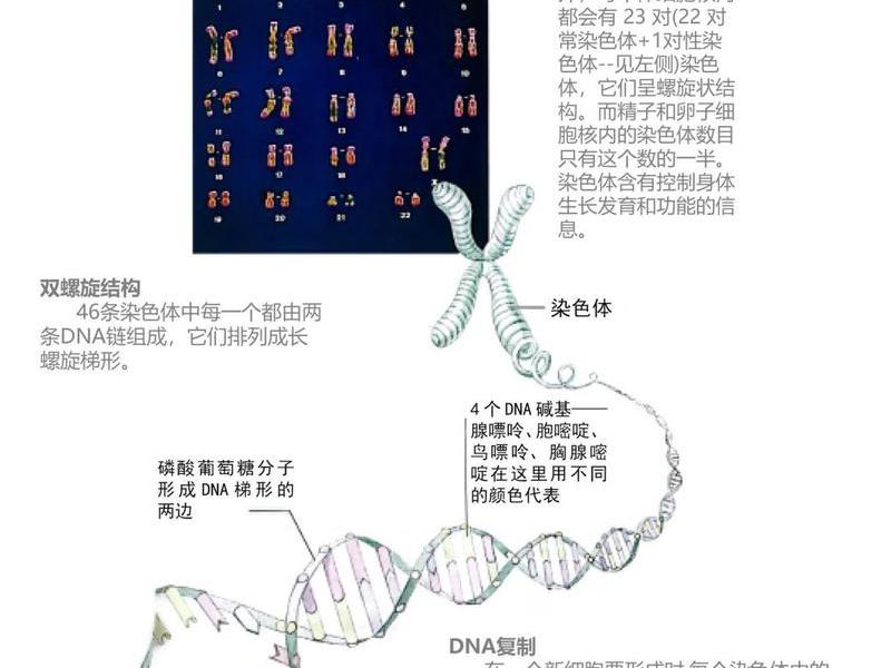 古希腊人基因j2a,古希腊人基因 古希腊人基因j2a,古希腊人基因