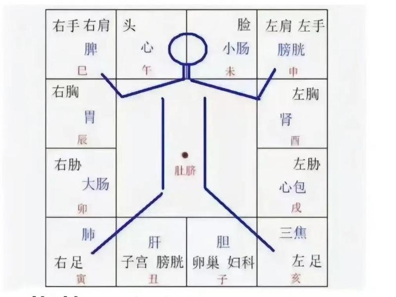 7宫代表身体部位 - 7宫代表身体部位图 7宫代表身体部位 - 7宫代表身体部位图