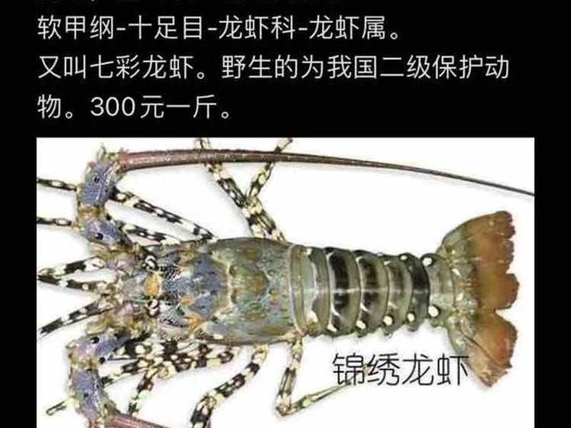大龙虾怎么区分活和死，大龙虾怎么区分种类