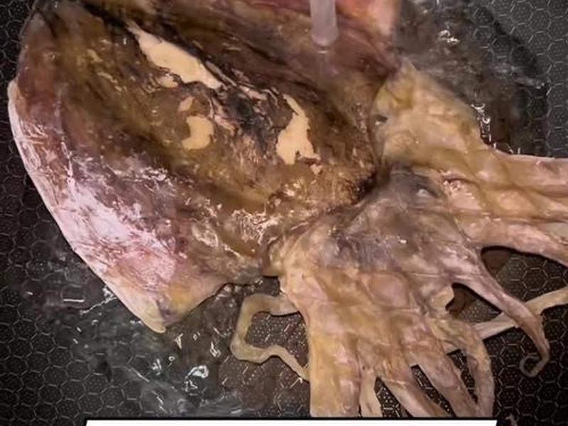 墨鱼干怎么处理视频(墨鱼干怎么处理视频讲解) 墨鱼干怎么处理视频(墨鱼干怎么处理视频讲解)