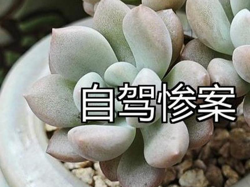北京3名女大学生青海自驾游2死1伤、女大学生青海失联18天 北京3名女大学生青海自驾游2死1伤、女大学生青海失联18天