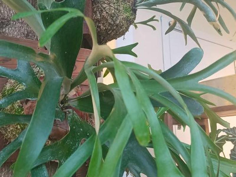 关于人际关系的植物有哪些 关于人际关系的植物有哪些图片 关于人际关系的植物有哪些 关于人际关系的植物有哪些图片