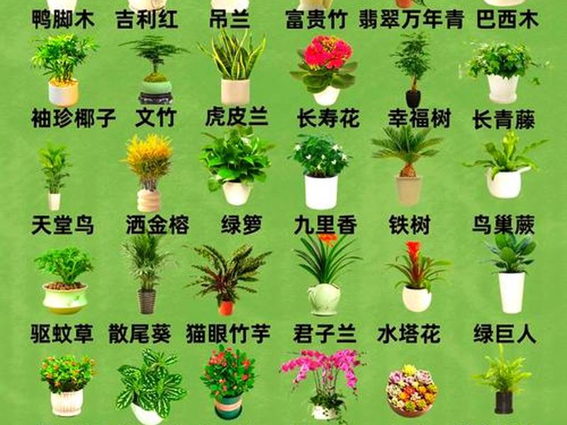 关于人际关系的植物(关于人际关系的植物名称) 关于人际关系的植物(关于人际关系的植物名称)