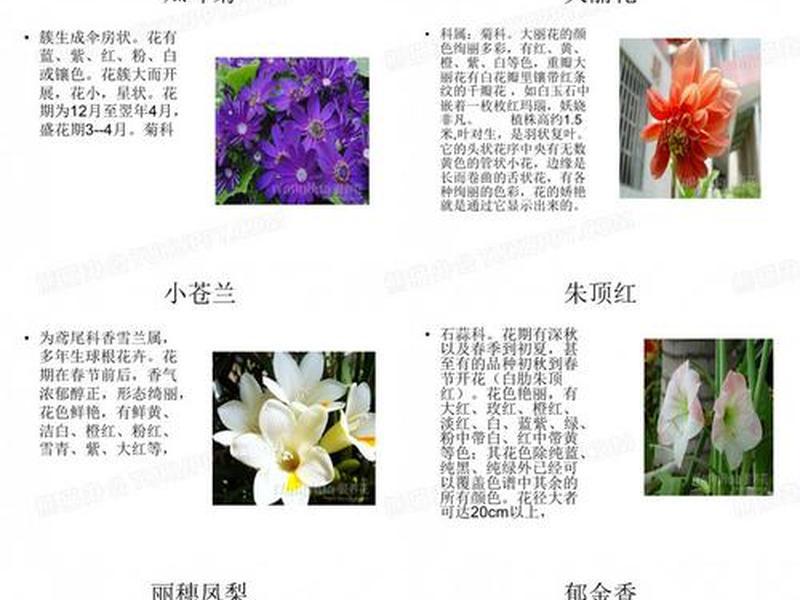 关于人际关系的植物名称 关于人际关系的植物名称是什么