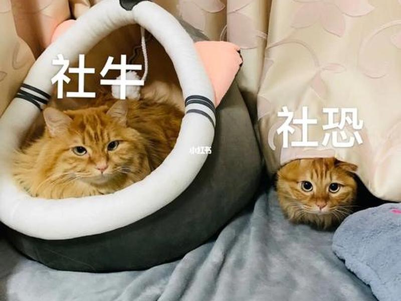 和社牛的人在一起;和社牛的人在一起会幸福吗 和社牛的人在一起;和社牛的人在一起会幸福吗