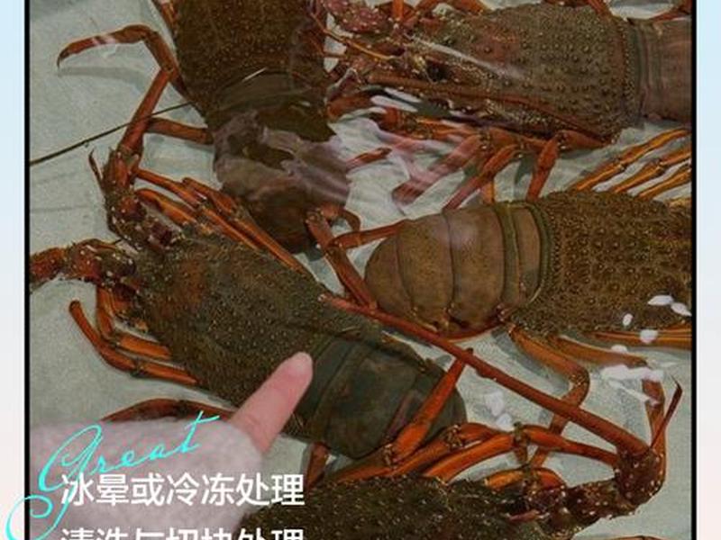 大龙虾怎么样清理详细过程 - 大龙虾怎么样清理详细过程图片 大龙虾怎么样清理详细过程 - 大龙虾怎么样清理详细过程图片