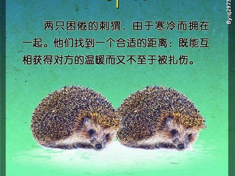 刺猬效应说明人际关系可有可无;刺猬法则对人际关系的启示 刺猬效应说明人际关系可有可无;刺猬法则对人际关系的启示