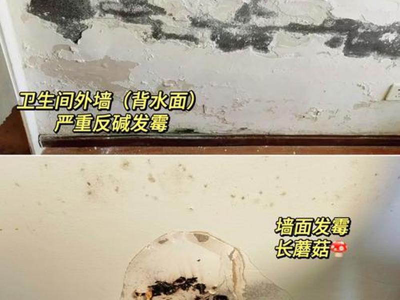 墙壁发霉的处理;墙壁发霉的处理方法 墙壁发霉的处理;墙壁发霉的处理方法