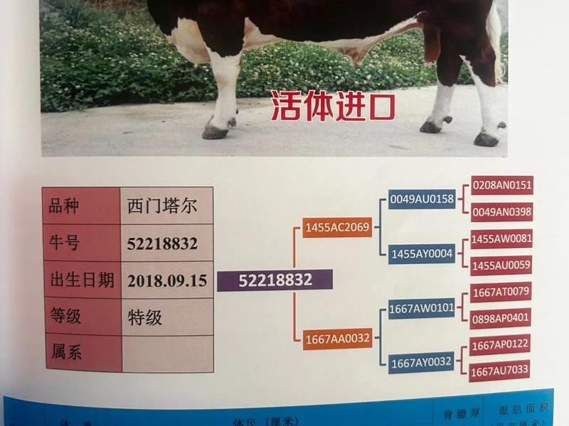 公牛的为人准则和标准 公牛的为人准则和标准是什么