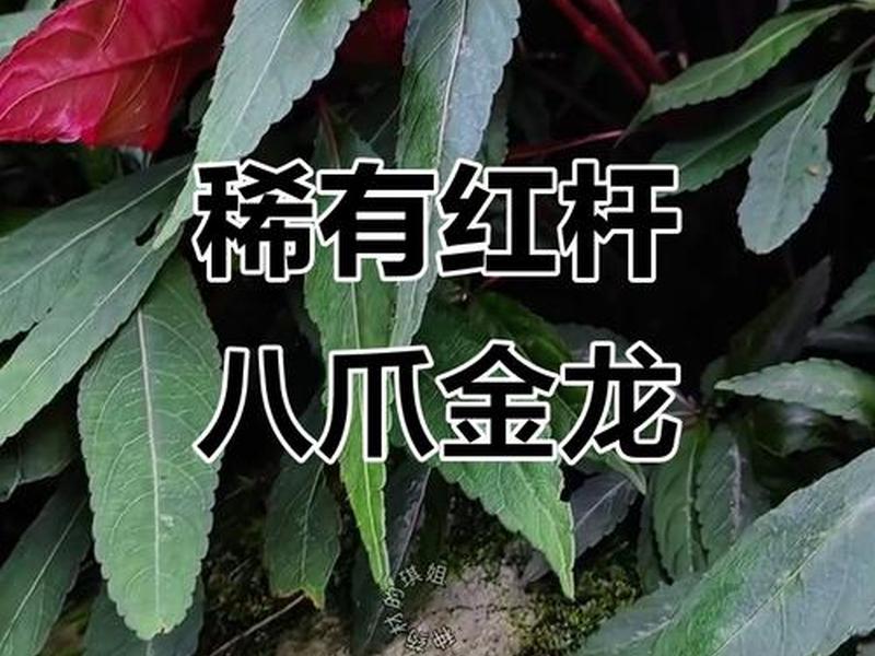 八招、八招龙树图片