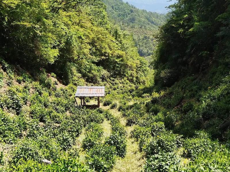 喝茶的联系、喝茶联系QQ群? 喝茶的联系、喝茶联系QQ群?