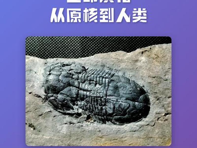 人的原子化是什么意思,原子化个人什么意思 人的原子化是什么意思,原子化个人什么意思